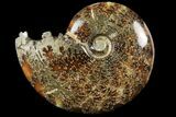 Polished, Agatized Ammonite (Cleoniceras) - Madagascar #94266-1